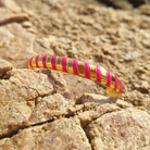 Roca de Piña - Rosa Dorado bangle - stainless steel bracelet - stripes